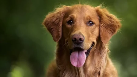 Jako su inteligentni i lako vas pročitaju: Ove rase pasa se ponašaju kao ljudi