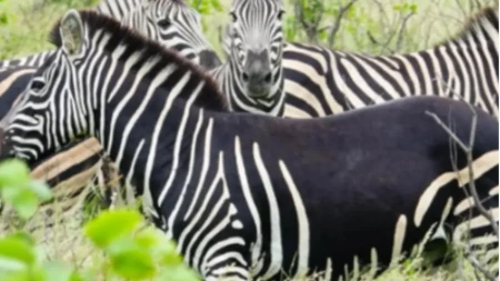 Zebra bez pruga zbunila posetioce u afričkom parku: Naučnici objasnili redak fenomen