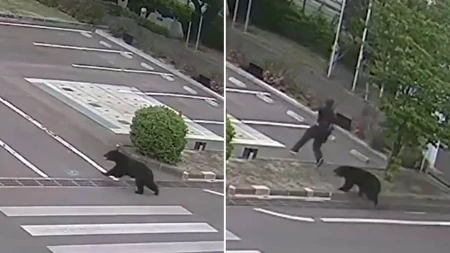 Medved upao u fabriku i krenuo da napada ljude: Kamera snimila jezive scene, škole hitno zatvorene (VIDEO)