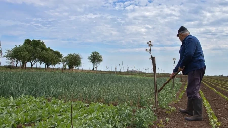Nema odmora u junu - šta srpski ratari sada masovno sade, a šta jure da oberu