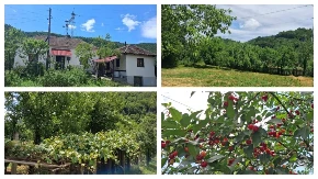 Dve kuće, dve bašte, voćnjak i povrtnjak - Marko sve prodaje za 25.000 evra