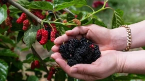 Dud je pravo blago leta: Čuva srce, diže gvožđe i topi kilograme, ali evo ko ne sme da ga jede