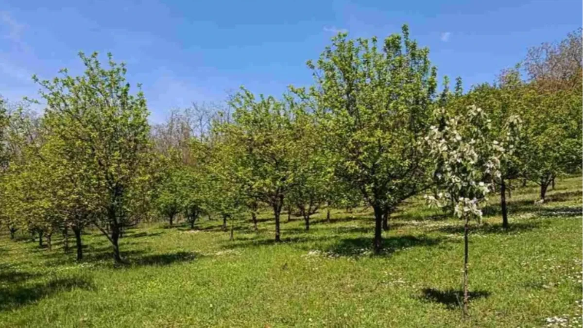 Organski voćnjak u punom rodu za 12.000 evra: 130 stabala i letnjikovac - zarada zagarantovana
