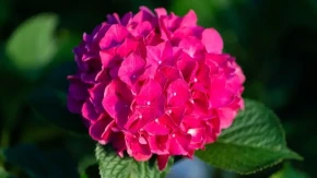 Hortenzije će primiti jarku pink boju: Baštovan odao tajnu koja čuva ovakav intezitet