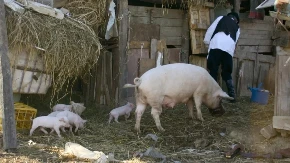 Loše vesti za stočare - prasići i telad gube na ceni širom Srbije