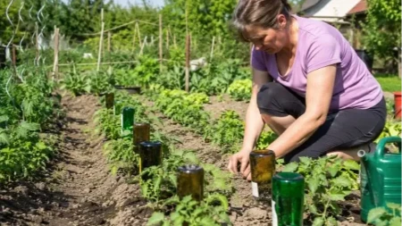 Baštovanski kalendar za jul: Ovo obavezno uradite sada ako hoćete pun baštu paradajza, paprika i krastavaca