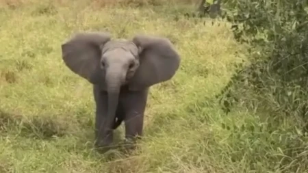 Krenuo u opasan napad, pa nasmejao milione: Pogledajte šta je ova beba slon uradila kad je videla ljude! (video)