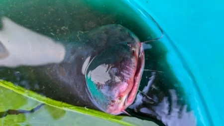 Srbija bruji o ulovu života kod Donjeg Milanovca: Mile izvukao grdosiju iz Dunava, ljudi trljaju oči i ne veruju (Foto)