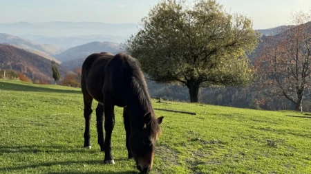 Zovu je novim Kopaonikom: Svi u tajnosti kupuju zemlju na ovoj planini pre nego cene eksplodiraju