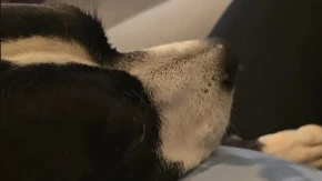 Ležao je na stomaku trudne vlasnice, a onda je usledio šok: Reakcija pitbula na bebin udarac nasmejala milione!
