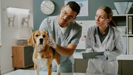 Uradite test sa dlanom pre šetnje: Veterinar daje savete za izvođenje pasa po vrućinama - ovo svaki vlasnik mora da zna