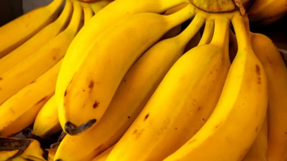 Vlažne banane u marketu izbegavajte u širokom luku: Ili kupite suve, ili tražite na drugom mestu - ove ne dolaze u obzir