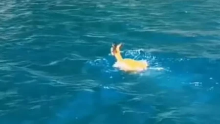Priroda režirala scene za pamćenje: Ono što su medved i srna uradili obišlo je region! (Video)
