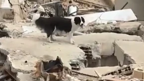 Heroj iz ruševina: Pas Cunami bez prestanka traga za preživelima u Venecueli! (Video)