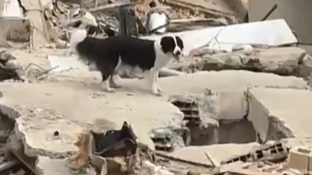 Heroj iz ruševina: Pas Cunami bez prestanka traga za preživelima u Venecueli! (Video)