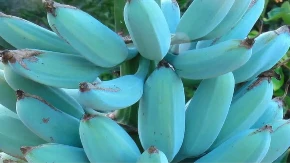 Da li ste čuli za plave banane? Rastu na ovim prelepim rajskim ostrvima, a ukus im je neverovatan
