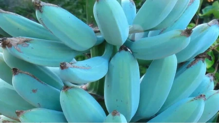 Da li ste čuli za plave banane? Rastu na ovim prelepim rajskim ostrvima, a ukus im je neverovatan