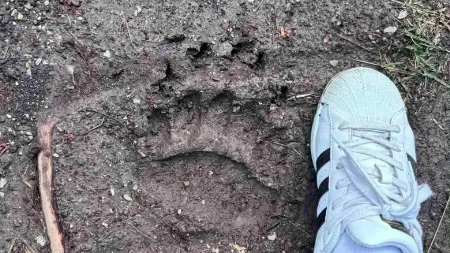Zastrašujući otisci u selu kod Požege: Meštani Zaselja u strahu od medveda - danima upada na imanja i kolje stoku 