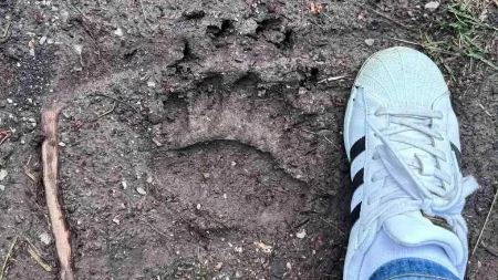 Zastrašujući tragovi zveri na 12 km od grada, meštani u strahu: "Ni sami ne znamo koliko je ovaca ubio" (FOTO)