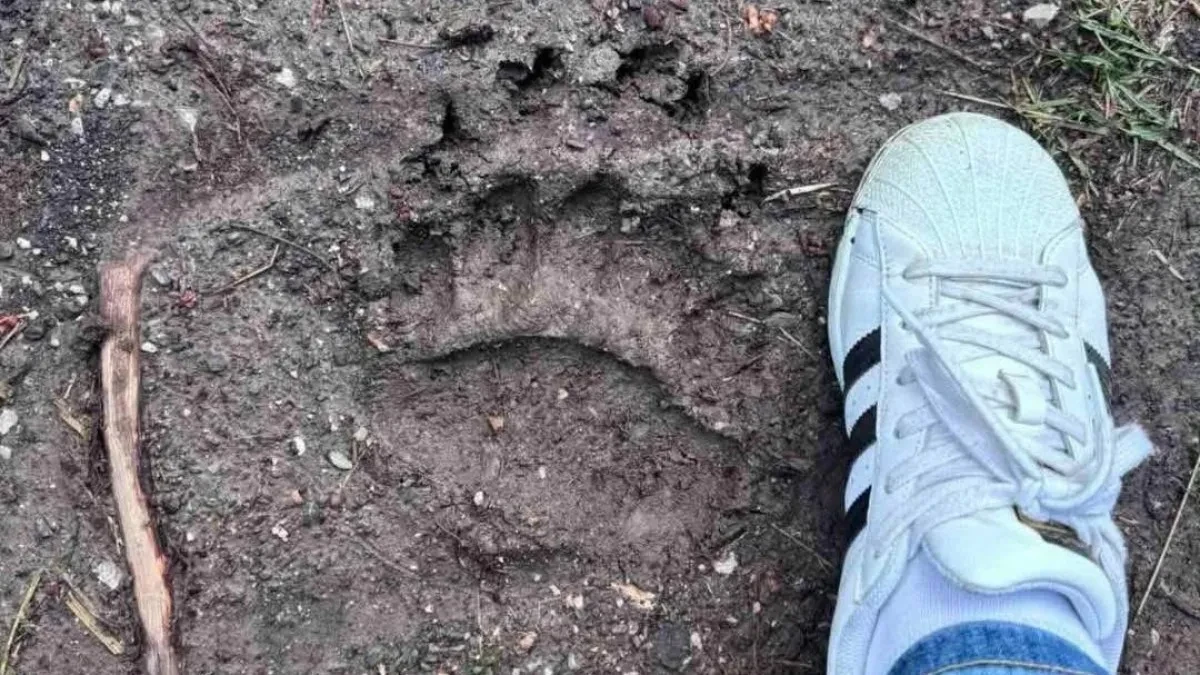 Zastrašujući tragovi zveri na 12 km od grada, meštani u strahu: "Ni sami ne znamo koliko je ovaca ubio" (FOTO)