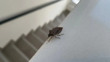 Smrdibube vam ulaze u kuću? Nikako ih ne gnječite – evo kako da ih se rešite bez smrada