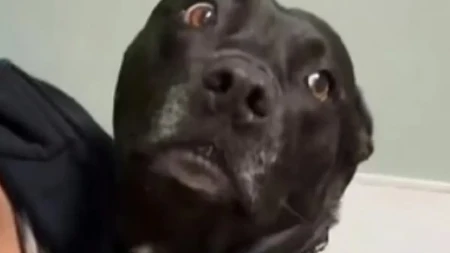 Srceparajuće scene iz ambulante: Ono što je pas uradio pred vratima veterinara dirnulo je na hiljade ljudi