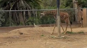 Žirafa ugledala patku u zoo vrtu, pa zinula od čuda: Pogledajte tu opsesiju - video je hit