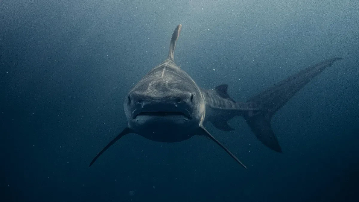 Drhtavom rukom snimio je grdosiju od 4.5 metra: Plivala je na samo par metara od njega, a onda uradila nešto što niko nije očekivao