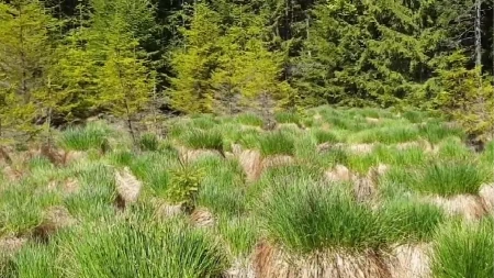 Mnogi ni ne znaju da u Srbiji postoji ovaj skriveni dragulj: Veruje se da su baš ovde živele vile