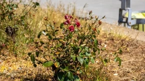 Jedna greška uništava ruže leti: Cvetovi se suše, a biljka propada za samo par dana
