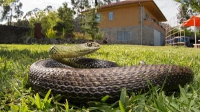 Kako oterati zmije iz dvorišta? Posadite ovu biljku, obilaziće vaš dom u širokom luku!