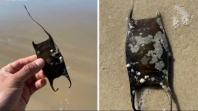 Ako pronađete ovo na plaži, nipošto ga ne nosite kući: Stručnjaci upozoravaju da ga odmah vratite u more