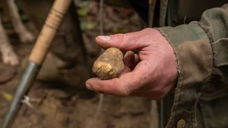Možda vam raste ispod nogu, a niste ni svesni: Ova retka gljiva vredi pravo bogatstvo