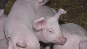 Afrička kuga hara Srbijom: Ova područja su najveća žarišta