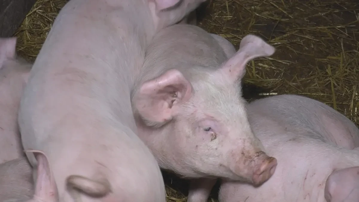 Afrička kuga hara Srbijom: Ova područja su najveća žarišta