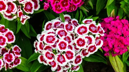 Ovaj cvet su gajile sve žene u Jugoslaviji: Opet je popularan, a uspeva svima!