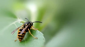 Ubod ose nije bezazlen: Ako primetite ovaj simptom morate odmah kod lekara