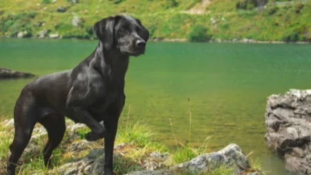 Horor na planini! Pas se iznenada srušio pred vlasnicom, ono što su veterinari otkrili sve je šokiralo