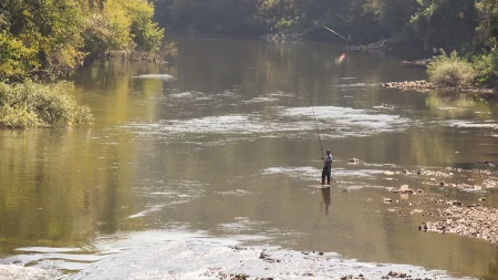 Stravičan prizor na Moravi, narod u panici! Okupile se zveri na obali reke (VIDEO)