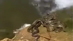 Zmije izašle iz Morave! Građani snimili jezivu scenu, izbila opšta svađa na mrežama! (VIDEO)