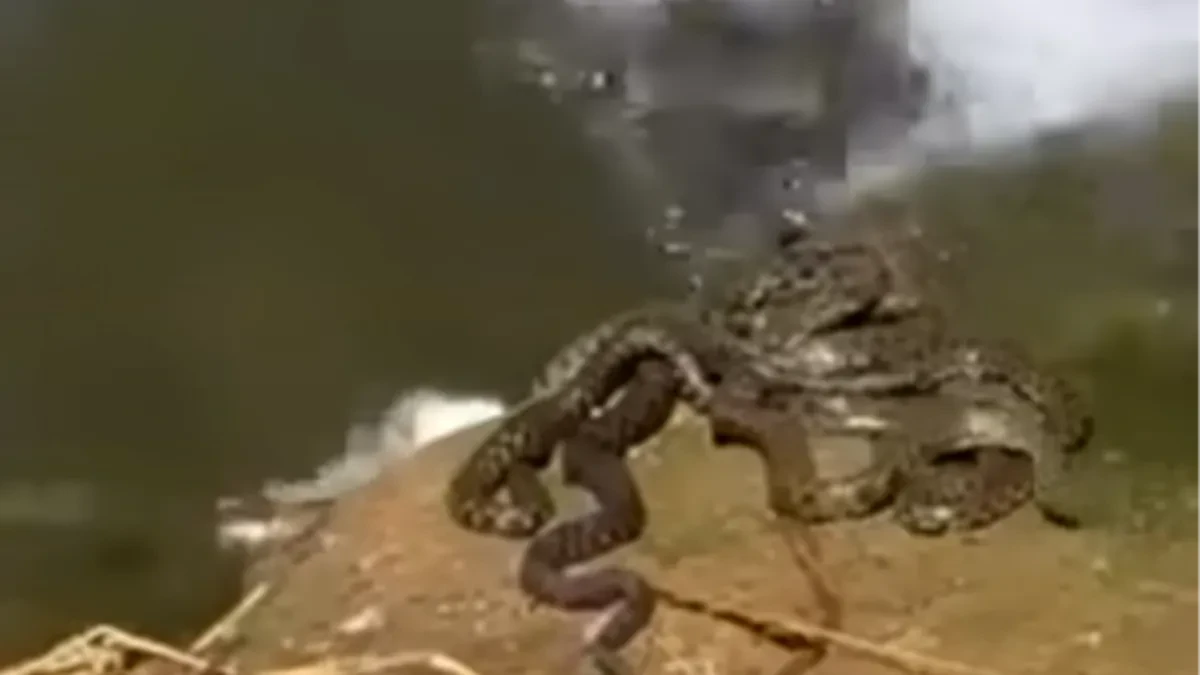 Zmije izašle iz Morave! Građani snimili jezivu scenu, izbila opšta svađa na mrežama! (VIDEO)