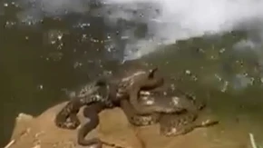Šok prizor pored reke: Građani ostali u neverici kada su videli šta se okupilo na obali (Video)