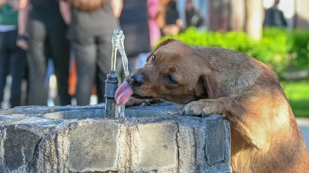 Pasji život leti u gradu: Veterinar otkriva kako da ljubimca zaštitite od tropskih vrućina