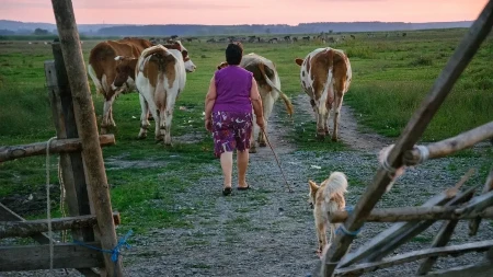 Srpski stočari menjaju cene - telad probila granicu od 1.000 dinara, evo gde su cene najviše skočile