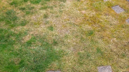 Travnjak vam je požuteo zbog vrućina? Stručnjaci otkrili jednostavan trik koji ga vraća u život