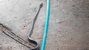 "Ljuta" guja snimljena u Beogradu! Gmiže trotoarom na Voždovcu, nastala panika (VIDEO)