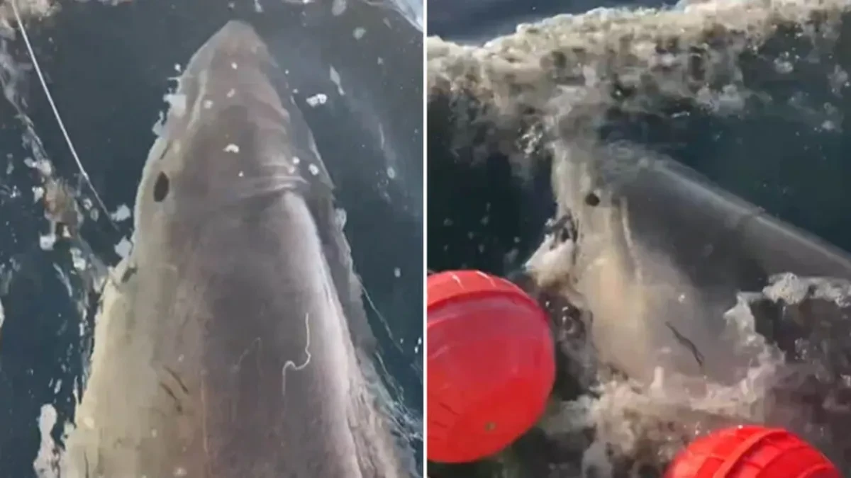 "Zver" od 770 kilograma se vratila iz dubina: Uhvaćena najveća bela ajkule ikada, evo gde se uputila