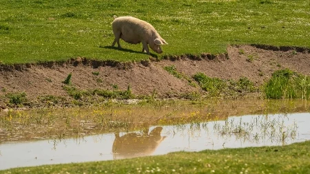 Ministar upozorio sve koji drže svinje - jedna greška može da napravi veliki problem