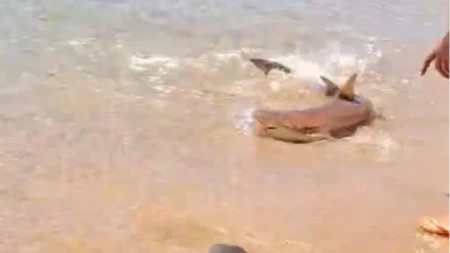 Šok na plaži u Grčkoj! Ajkula prišla do same obale, na nekoliko metara od kupača! (VIDEO)