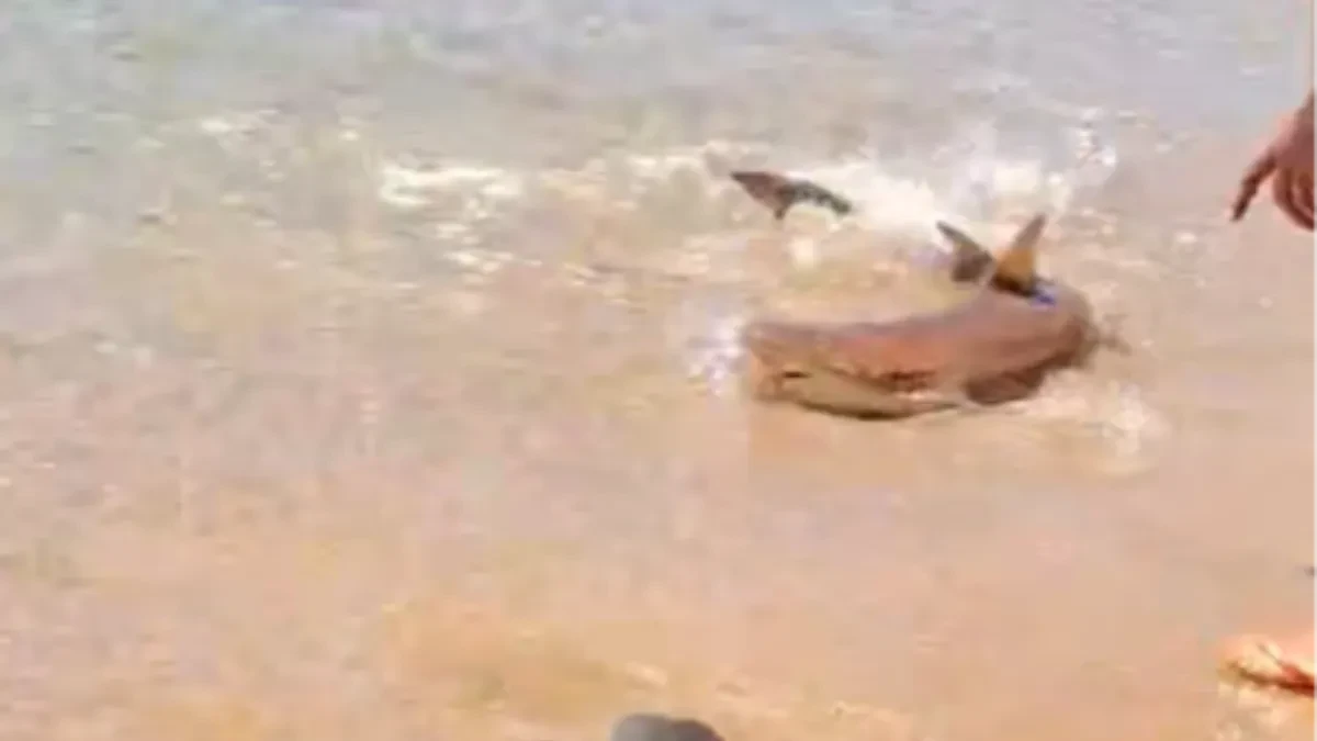 Šok na plaži u Grčkoj! Ajkula prišla do same obale, na nekoliko metara od kupača! (VIDEO)